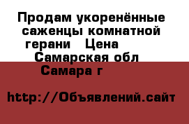 Продам укоренённые саженцы комнатной герани › Цена ­ 150 - Самарская обл., Самара г.  »    